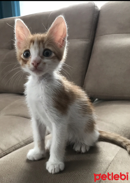 Sarman, Kedi  Peri fotoğrafı