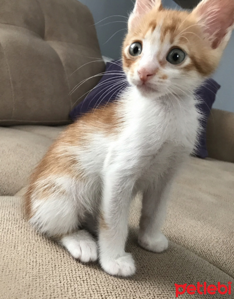 Sarman, Kedi  Peri fotoğrafı