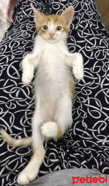 Sarman, Kedi  Peri fotoğrafı
