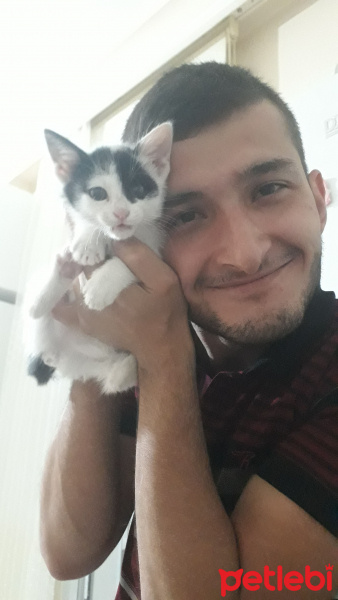 Tekir Kedi, Kedi  Şila fotoğrafı