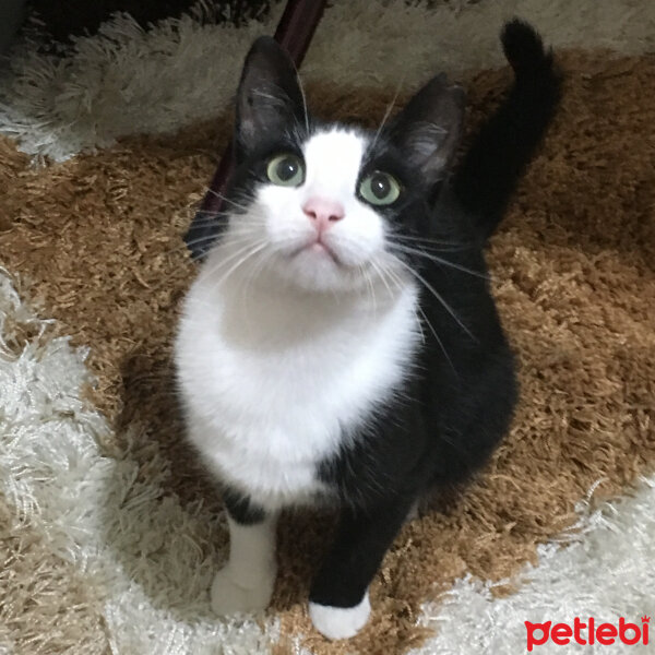 Tuxedo (Smokin) Kedi, Kedi  Panda fotoğrafı