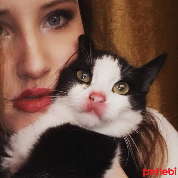 Tuxedo (Smokin) Kedi, Kedi  Panda fotoğrafı