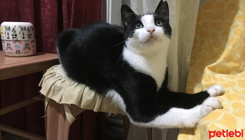 Tuxedo (Smokin) Kedi, Kedi  Panda fotoğrafı