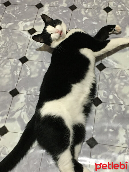 Tuxedo (Smokin) Kedi, Kedi  Panda fotoğrafı