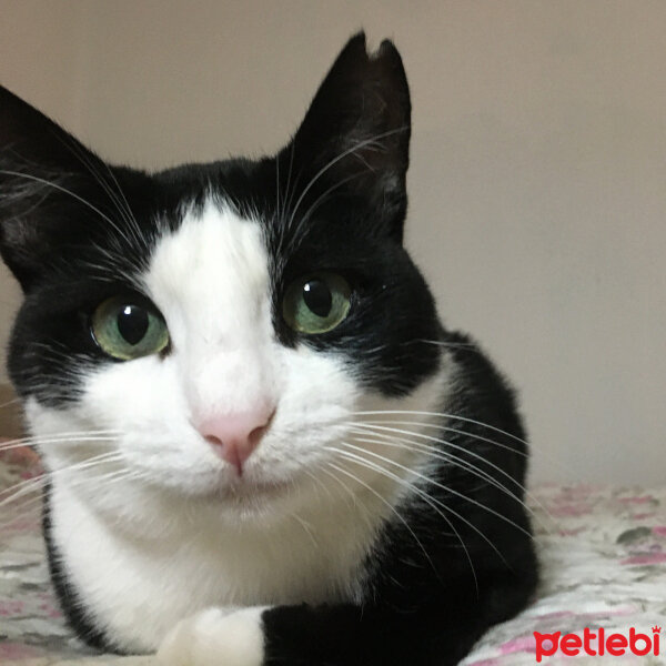 Tuxedo (Smokin) Kedi, Kedi  Panda fotoğrafı