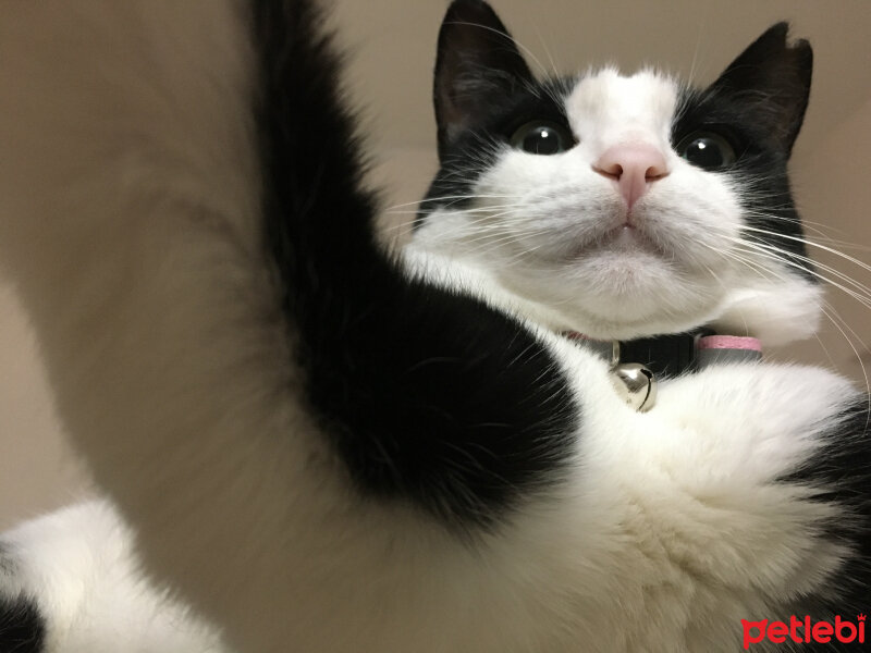 Tuxedo (Smokin) Kedi, Kedi  Panda fotoğrafı