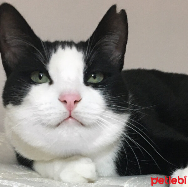 Tuxedo (Smokin) Kedi, Kedi  Panda fotoğrafı