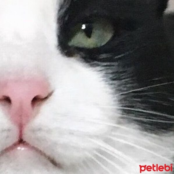 Tuxedo (Smokin) Kedi, Kedi  Panda fotoğrafı