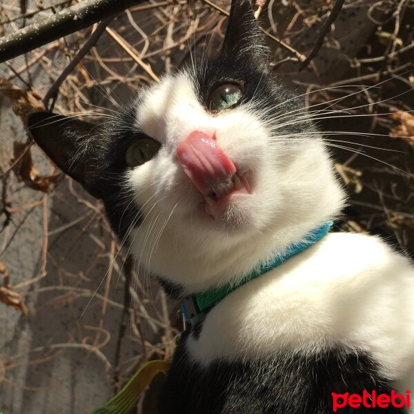 Tuxedo (Smokin) Kedi, Kedi  Panda fotoğrafı