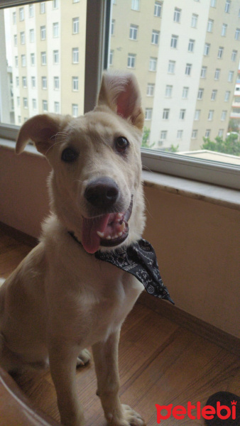 Golden Retriever, Köpek  Odin fotoğrafı