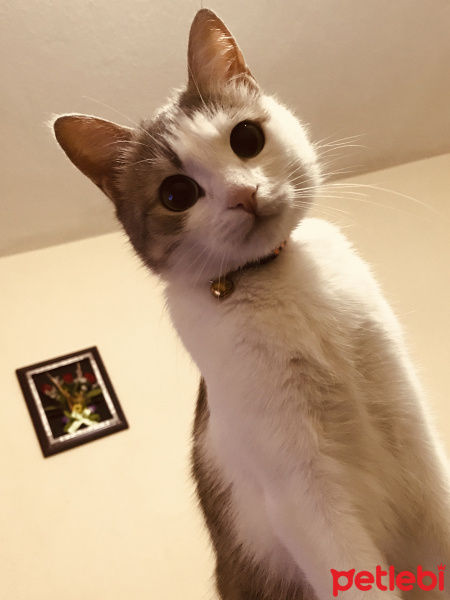 Tekir Kedi, Kedi  Bihter fotoğrafı
