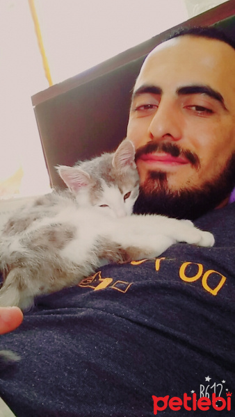 Tekir Kedi, Kedi  Bihter fotoğrafı