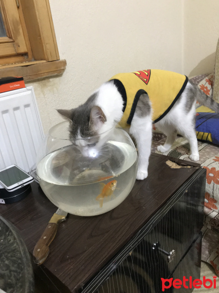 Tekir Kedi, Kedi  Bihter fotoğrafı