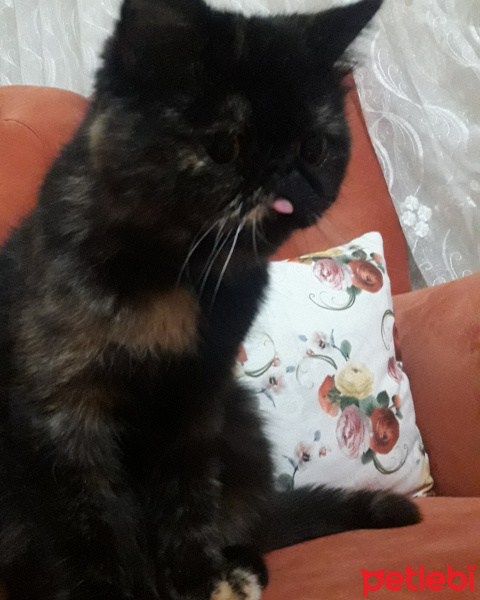 İran Kedisi (Persian), Kedi  Tomris fotoğrafı