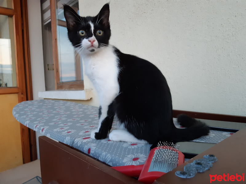 Tekir Kedi, Kedi  Leblebi fotoğrafı