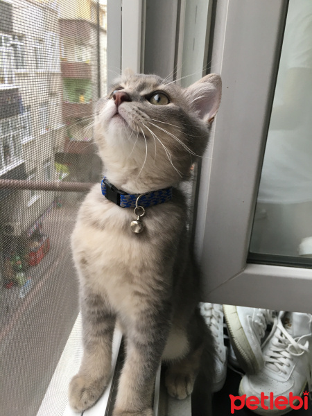 British Shorthair, Kedi  Hera fotoğrafı
