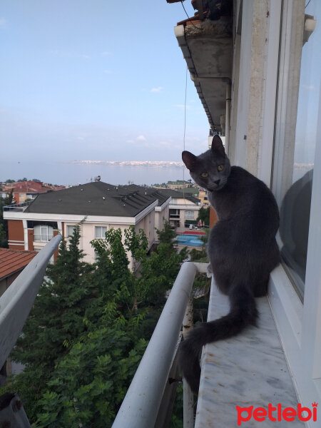 Mavi Rus, Kedi  Luna fotoğrafı