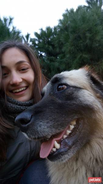 İngiliz Setter, Köpek  Max fotoğrafı