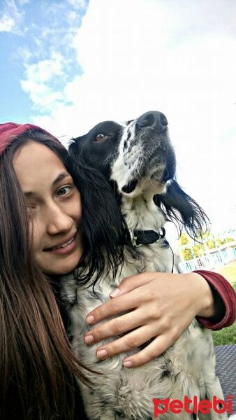 İngiliz Setter, Köpek  Max fotoğrafı