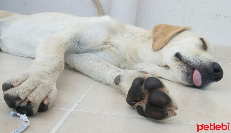 İngiliz Setter, Köpek  Max fotoğrafı