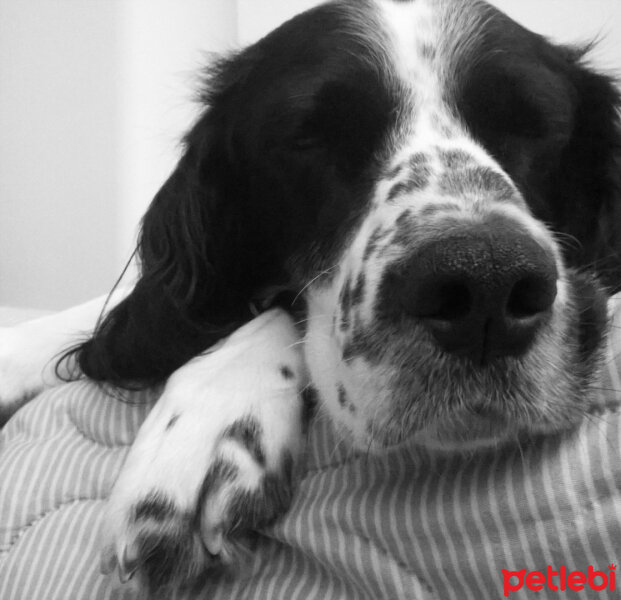 İngiliz Setter, Köpek  Max fotoğrafı