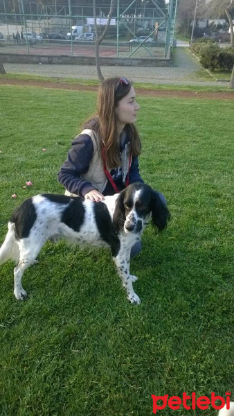 İngiliz Setter, Köpek  Max fotoğrafı