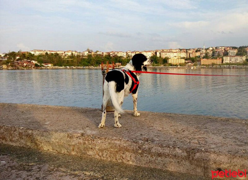 İngiliz Setter, Köpek  Max fotoğrafı