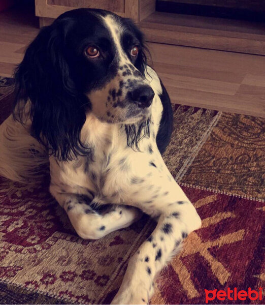 İngiliz Setter, Köpek  Max fotoğrafı