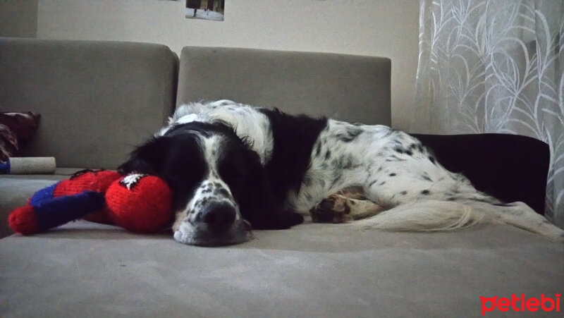 İngiliz Setter, Köpek  Max fotoğrafı