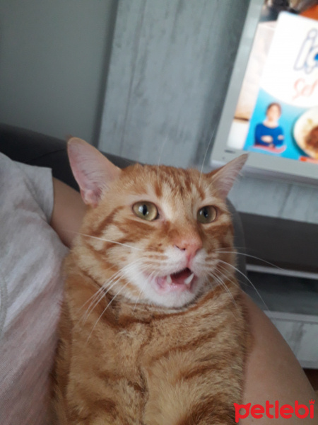 Sarman, Kedi  Tarçın fotoğrafı