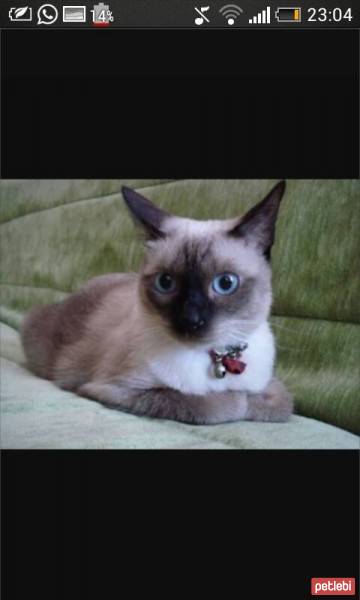 Siyam Kedisi, Kedi  Pistan fotoğrafı