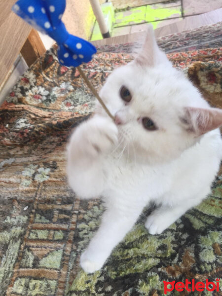 British Shorthair, Kedi  pamuk fotoğrafı