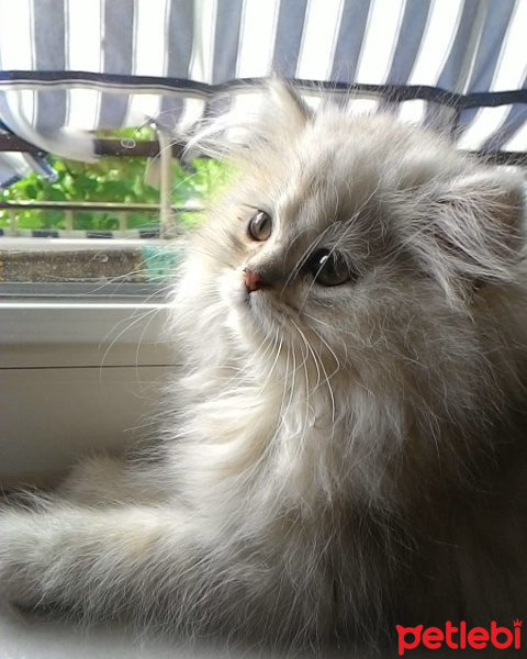 Chinchilla, Kedi  Şeker fotoğrafı