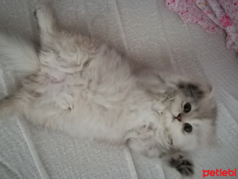 Chinchilla, Kedi  Şeker fotoğrafı