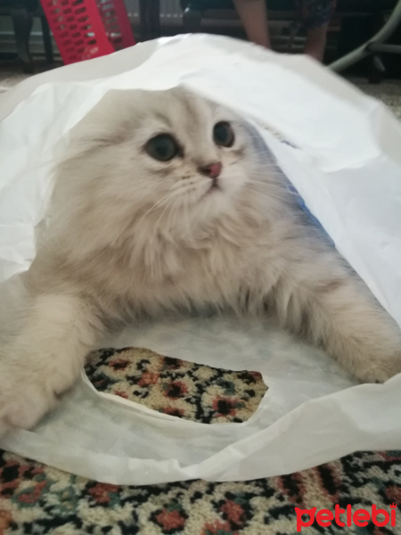 Chinchilla, Kedi  Şeker fotoğrafı