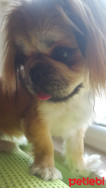Pekingese, Köpek  Latte fotoğrafı