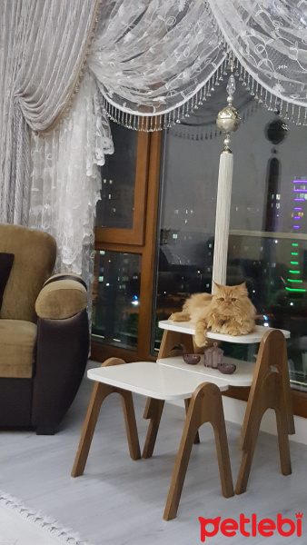 Chinchilla, Kedi  Tarçın leo fotoğrafı