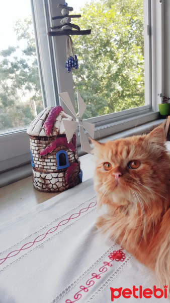 Chinchilla, Kedi  Tarçın leo fotoğrafı