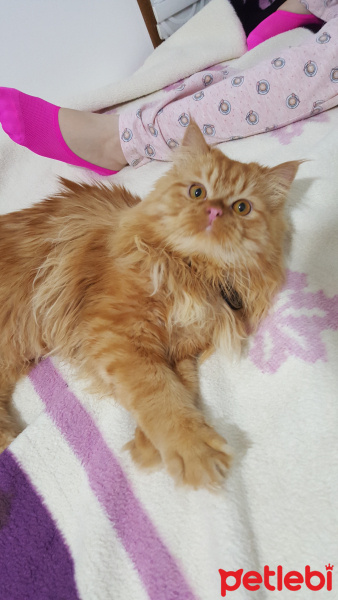 Chinchilla, Kedi  Tarçın leo fotoğrafı