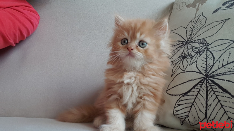 Chinchilla, Kedi  Tarçın leo fotoğrafı