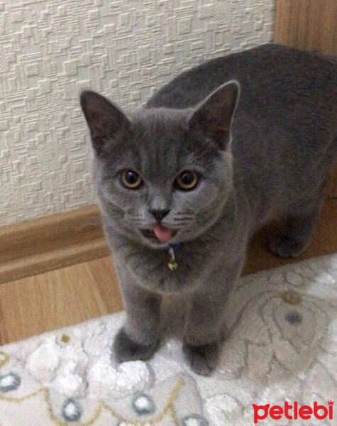 British Shorthair, Kedi  Gümüş fotoğrafı