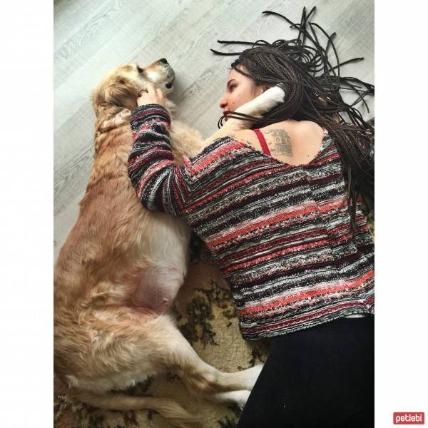 Golden Retriever, Köpek  Şiva fotoğrafı