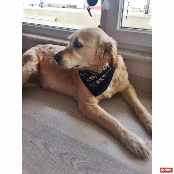 Golden Retriever, Köpek  Şiva fotoğrafı