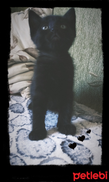 Tekir Kedi, Kedi  Kara lahana fotoğrafı