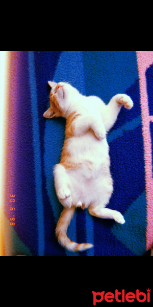 Tekir Kedi, Kedi  Limon,cabbar fotoğrafı