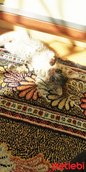 Tekir Kedi, Kedi  Limon,cabbar fotoğrafı