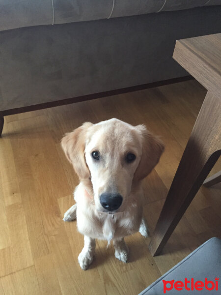 Golden Retriever, Köpek  Badem fotoğrafı