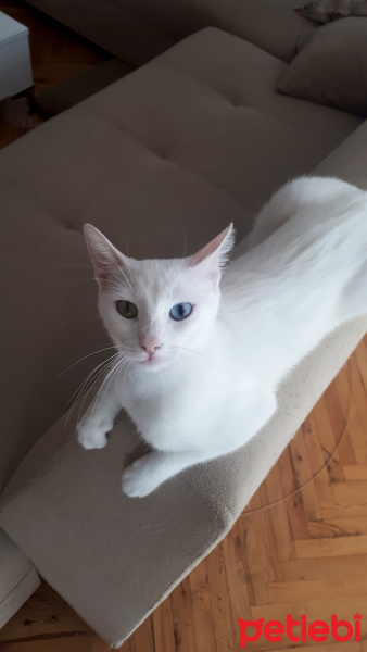 Van Kedisi, Kedi  Arwen fotoğrafı