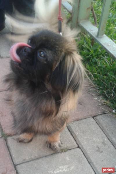 Affenpinscher, Köpek  şila fotoğrafı