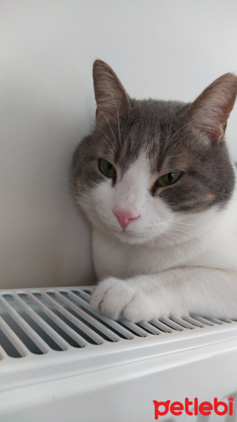 Tekir Kedi, Kedi  Dolly fotoğrafı